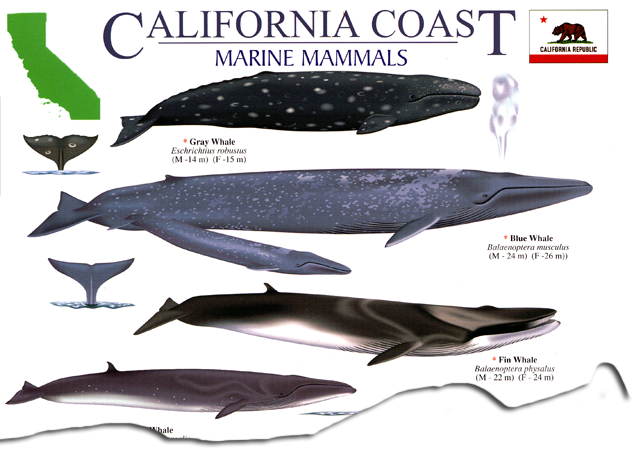 California Coast Marine Mammal Guide