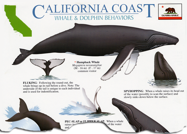 California Coast Whale & Dolphin Behaviors Guide
