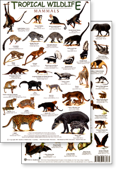 Tropical Mammals Field Guide