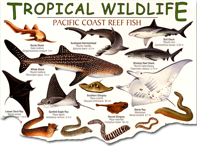 Tropical Reef Fish Field Guide