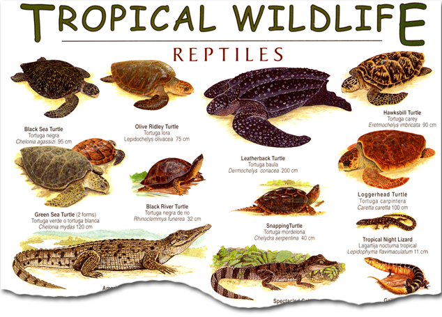 Tropical Reptiles Field Guide