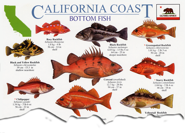 Bottom Fishh California Coast Bottom Fish Guide – HML Enterprises