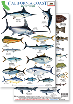 California Coast Sport Fish Field Guide – HML Enterprises