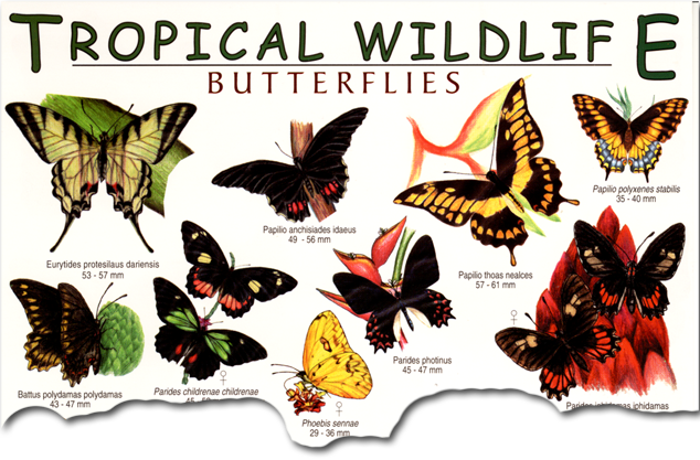 Tropical Butterflies Field Guide